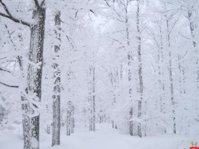 natural-white-snow-jungle